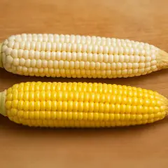 Två majskolvar, en vit och en gul, ligger på en träyta. Perfekt för ett somrigt majs recept.