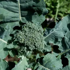 En frodig broccolihuvud med daggdroppar, omgiven av stora gröna blad. Perfekt för att blanchera broccoli.