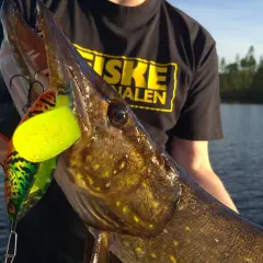 En stolt fiskare visar upp en gädda med en färgglad fisk i rulle som sitter i munnen.