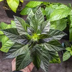 En hand håller en planta med mörka blad, redo att skala chili. Flera andra plantor syns i bakgrunden.