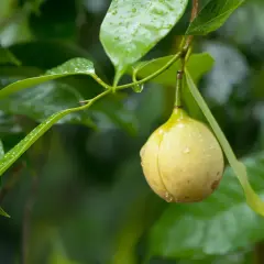 Muskotblomma, även kallad mace, är det röda skalet runt muskotnöten. Här syns en muskotblomma hänga på en gren bland gröna blad.