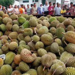 Enorm mängd taggiga durianfrukter ligger upplagda. Människor står bakom och tittar på den rikliga skörden av durian.