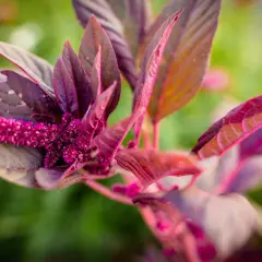 En amarantplanta med mörklila blad och en lysande rosa blomställning. Perfekt för ett spännande amarant recept.