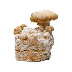 En svampodling med kungsmussling som växer fram. Perfekt för ett spännande kungsmussling recept.