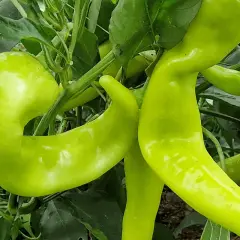 Gröna, böjda banana peppers hänger från en planta. Dessa svenska delikatesser är redo att skördas.