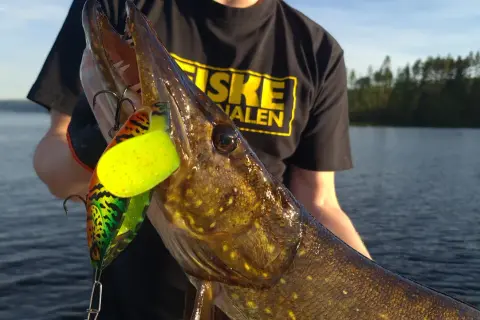 En stolt fiskare visar upp en gädda med en färgglad fisk i rulle som sitter i munnen.