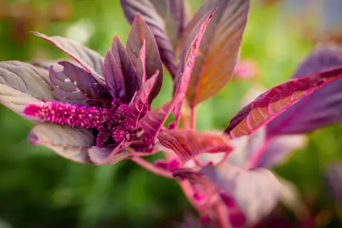 En amarantplanta med mörklila blad och en lysande rosa blomställning. Perfekt för ett spännande amarant recept.