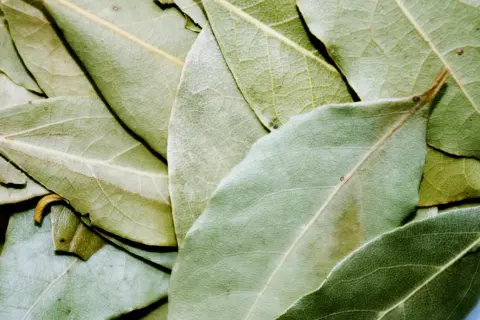En närbild av torkade lagerblad, svenska kryddor som ger smak åt matlagning.