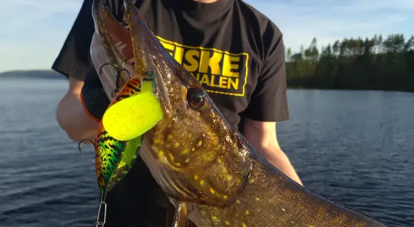 En stolt fiskare visar upp en gädda med en färgglad fisk i rulle som sitter i munnen.