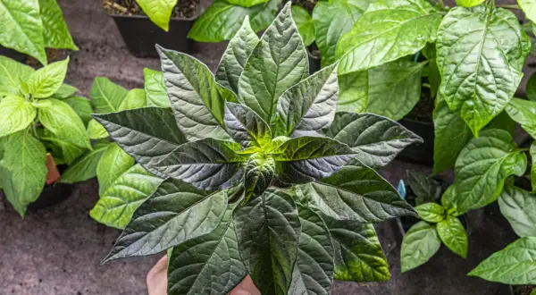 En hand håller en planta med mörka blad, redo att skala chili. Flera andra plantor syns i bakgrunden.