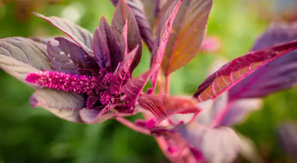 En amarantplanta med mörklila blad och en lysande rosa blomställning. Perfekt för ett spännande amarant recept.
