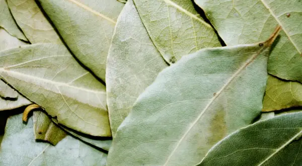 En närbild av torkade lagerblad, svenska kryddor som ger smak åt matlagning.