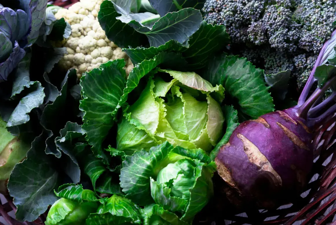 En korg fylld med olika kålsorter: grönkål, vitkål, blomkål, broccoli och kålrabbi.