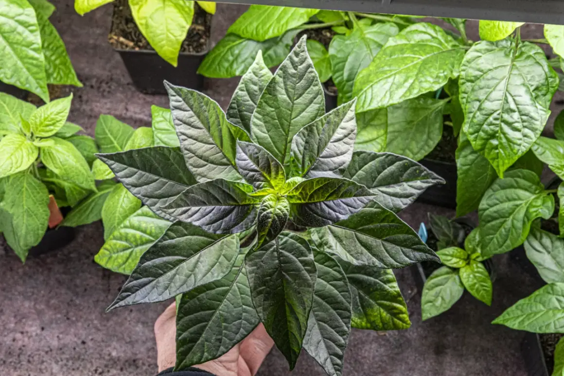 En hand håller en planta med mörka blad, redo att skala chili. Flera andra plantor syns i bakgrunden.
