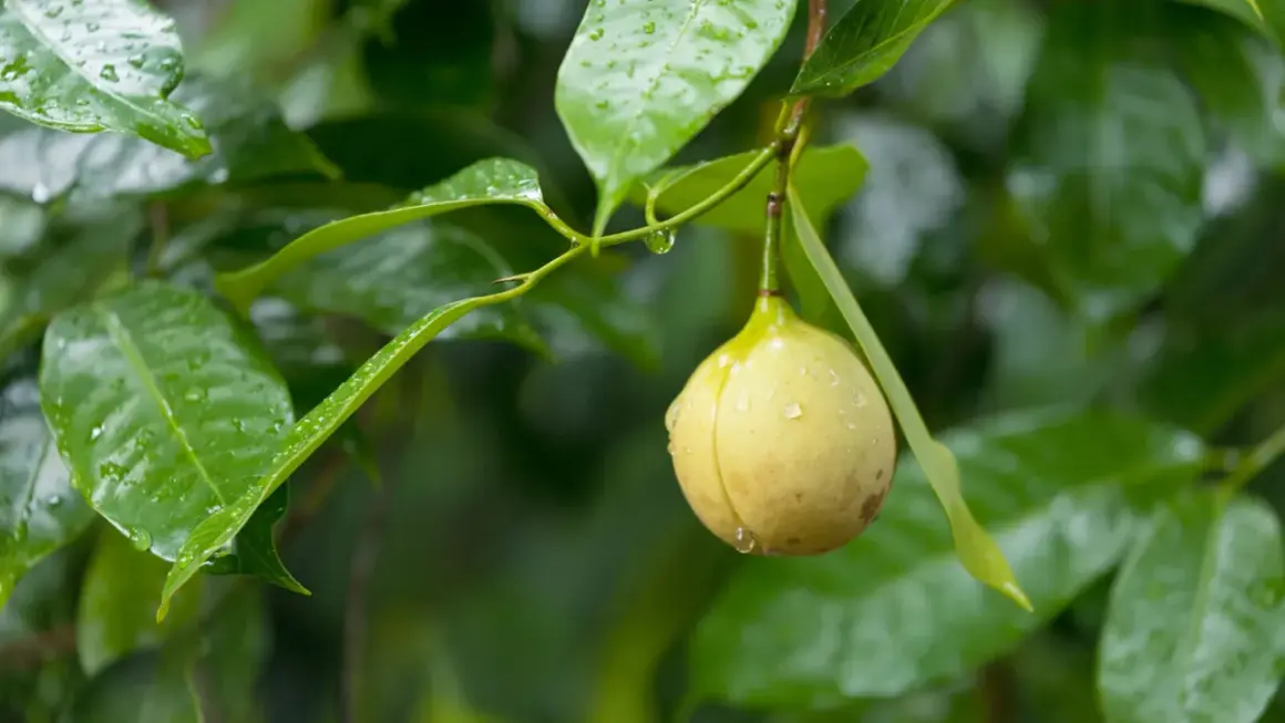 Muskotblomma, även kallad mace, är det röda skalet runt muskotnöten. Här syns en muskotblomma hänga på en gren bland gröna blad.