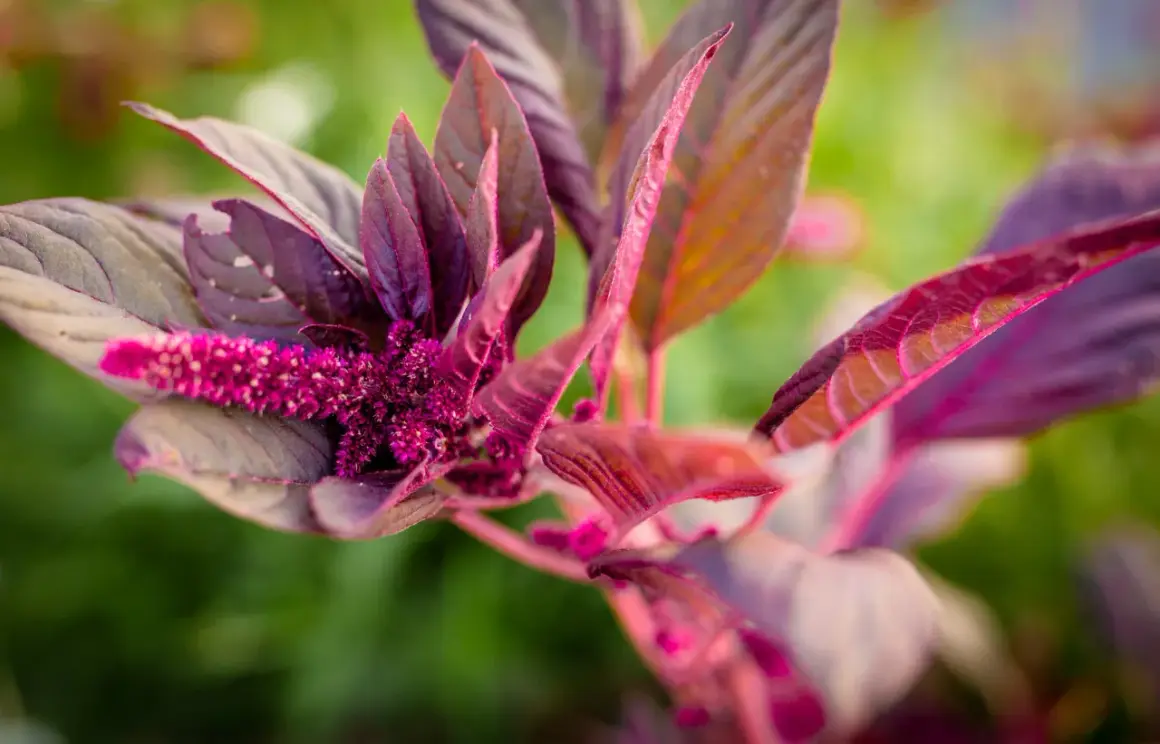 En amarantplanta med mörklila blad och en lysande rosa blomställning. Perfekt för ett spännande amarant recept.