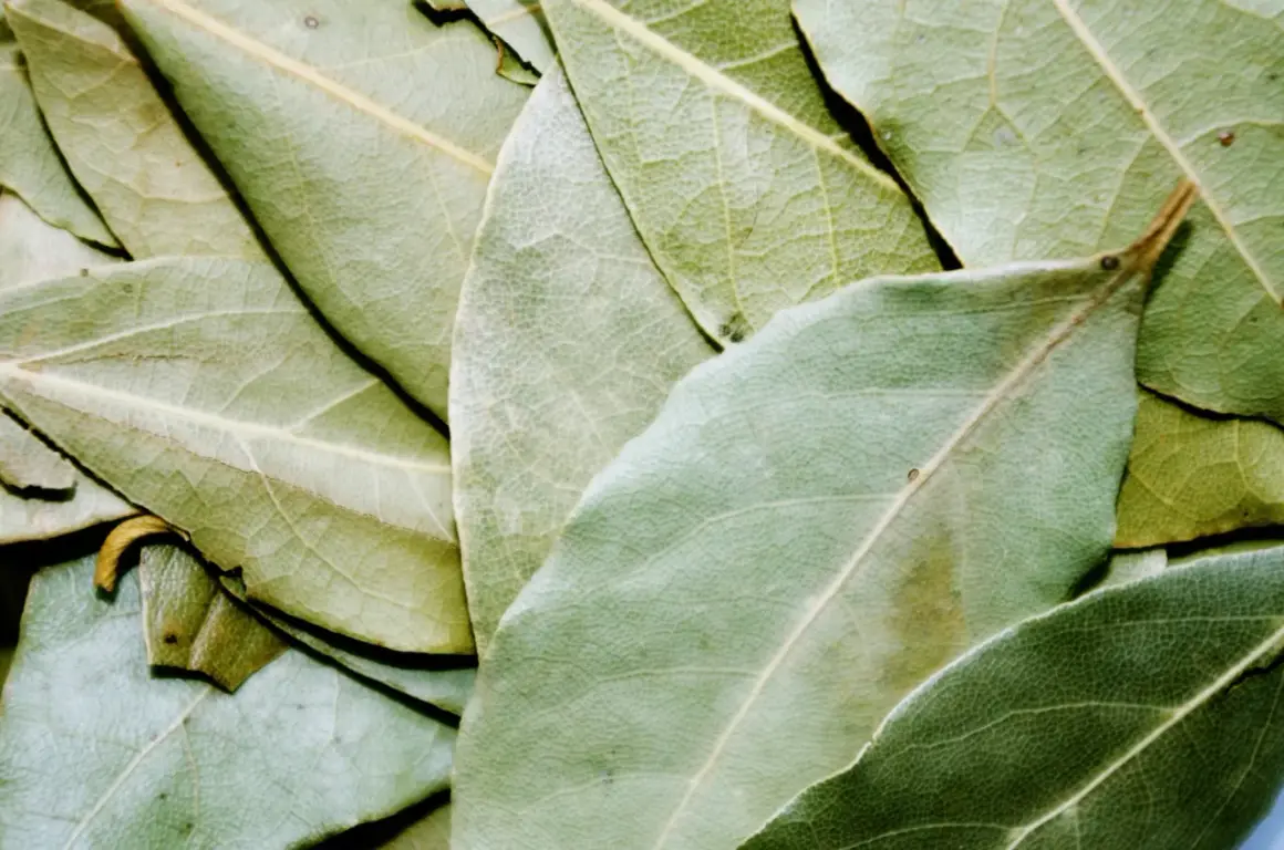 En närbild av torkade lagerblad, svenska kryddor som ger smak åt matlagning.