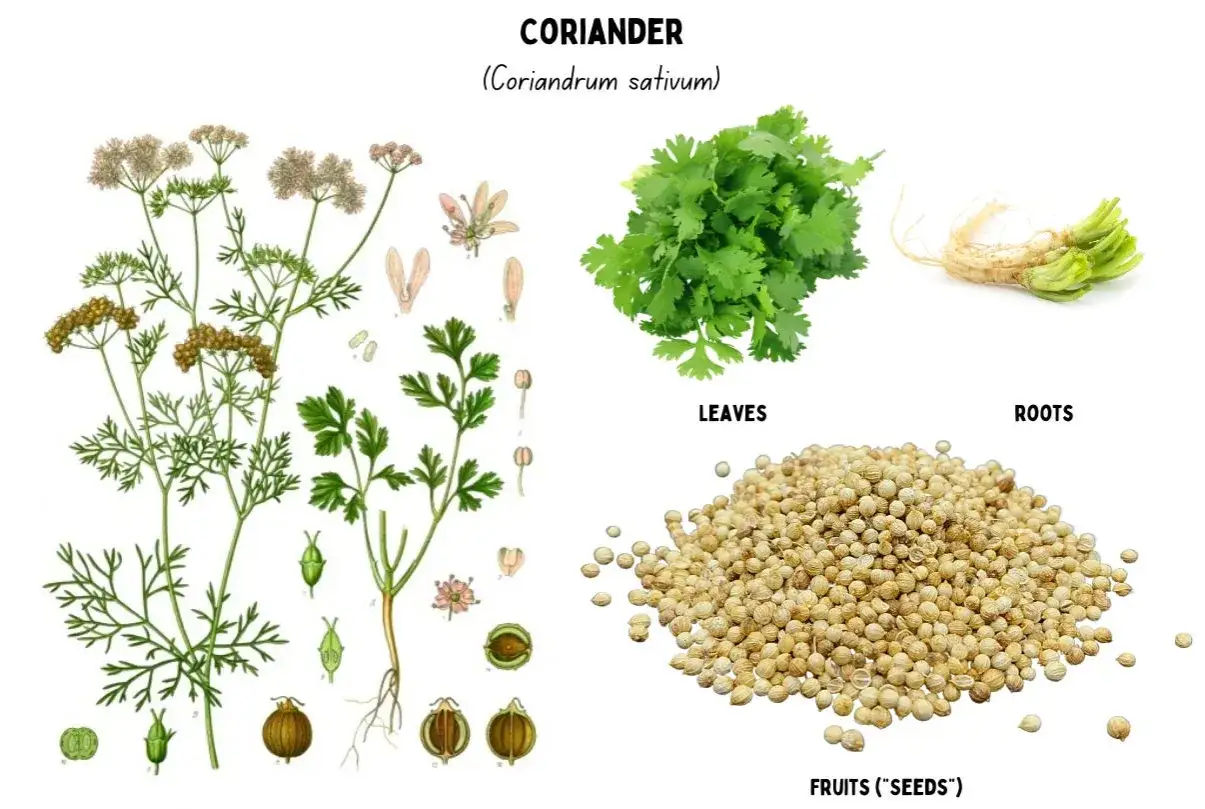 Illustration av korianderplantan med blad, r&ouml;tter och fr&ouml;n. H&auml;r kan du se vad smakar koriander, fr&aring;n dess gr&ouml;na blad till dess runda fr&ouml;n.