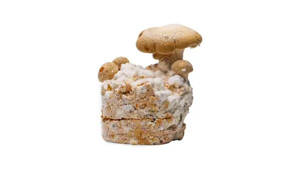 En svampodling med kungsmussling som växer fram. Perfekt för ett spännande kungsmussling recept.